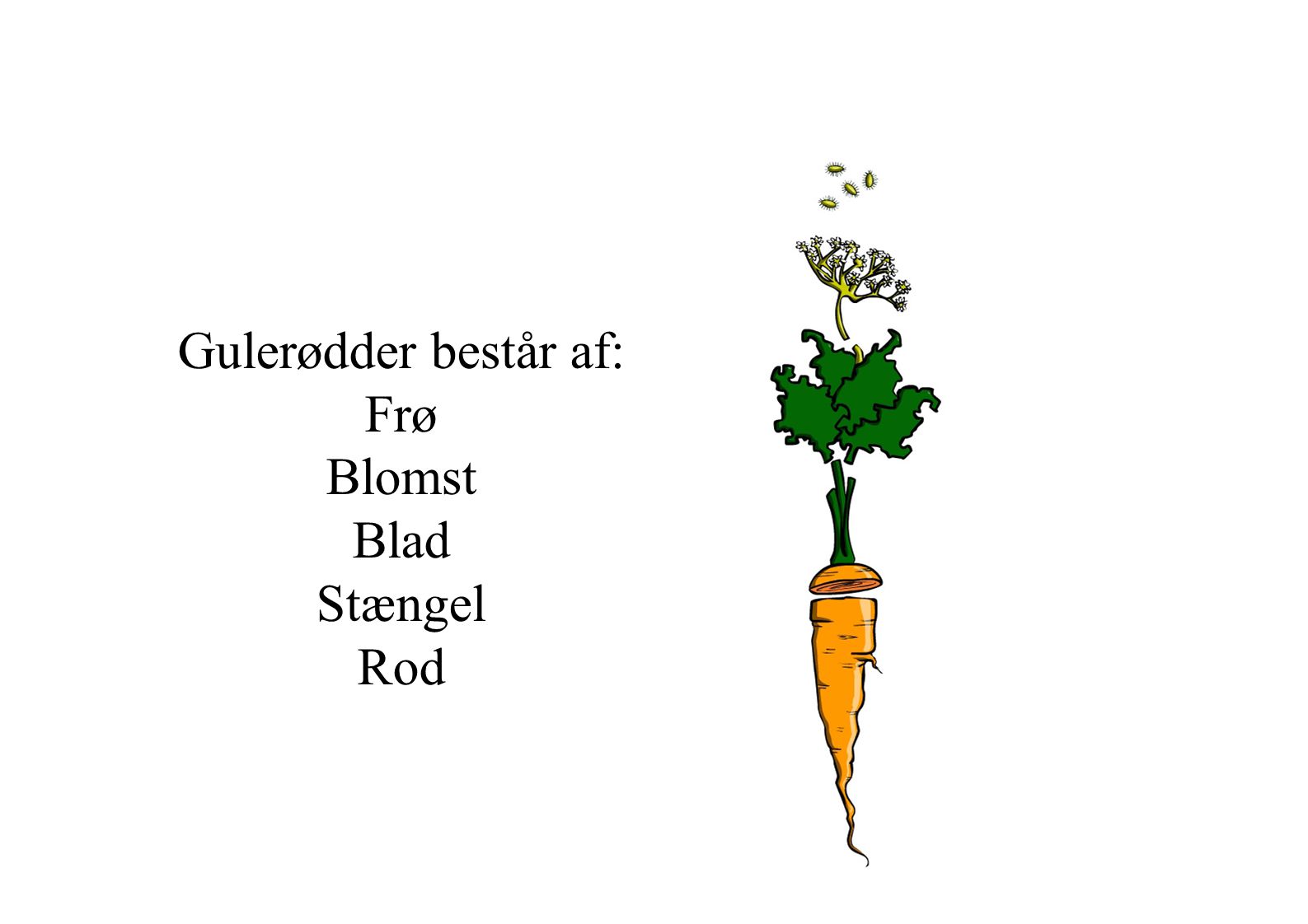 Gulerødder består af: Frø Blomst Blad Stængel Rod