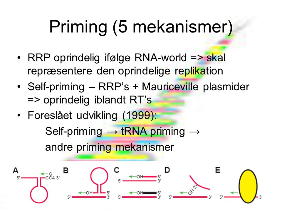 Priming (5 mekanismer) RRP oprindelig ifølge RNA-world => skal repræsentere den oprindelige replikation.