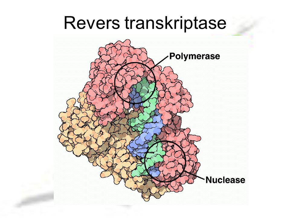 Revers transkriptase