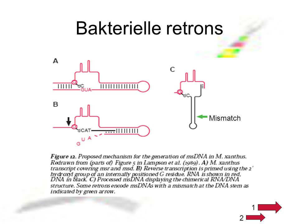 Bakterielle retrons Mismatch 1 2