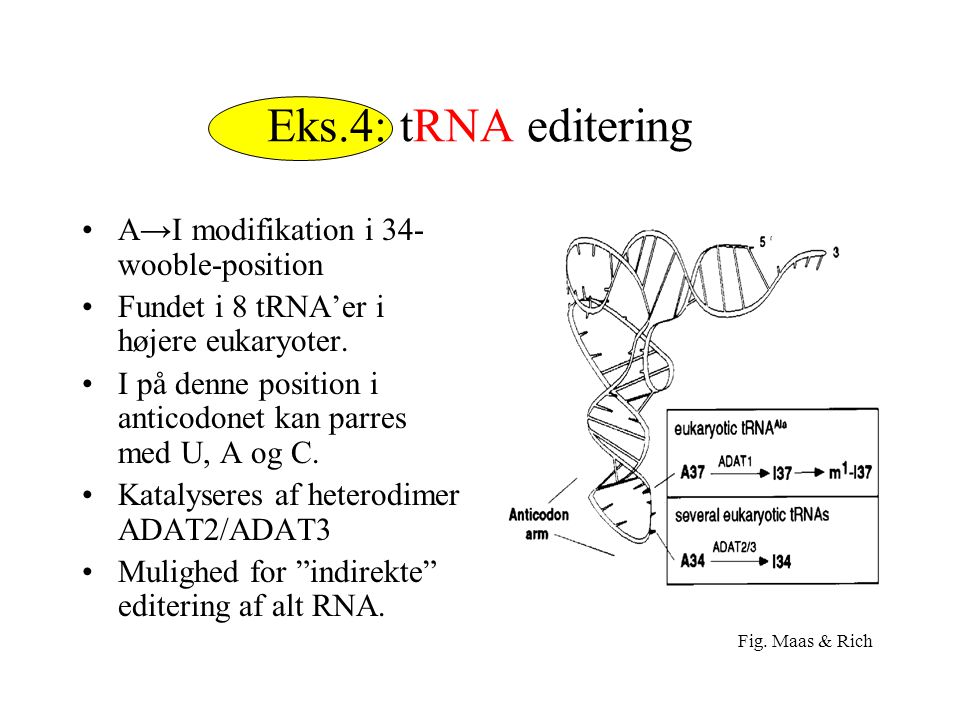 Eks.4: tRNA editering A→I modifikation i 34-wooble-position