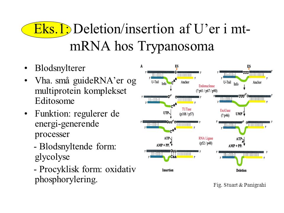 Eks.1: Deletion/insertion af U’er i mt-mRNA hos Trypanosoma
