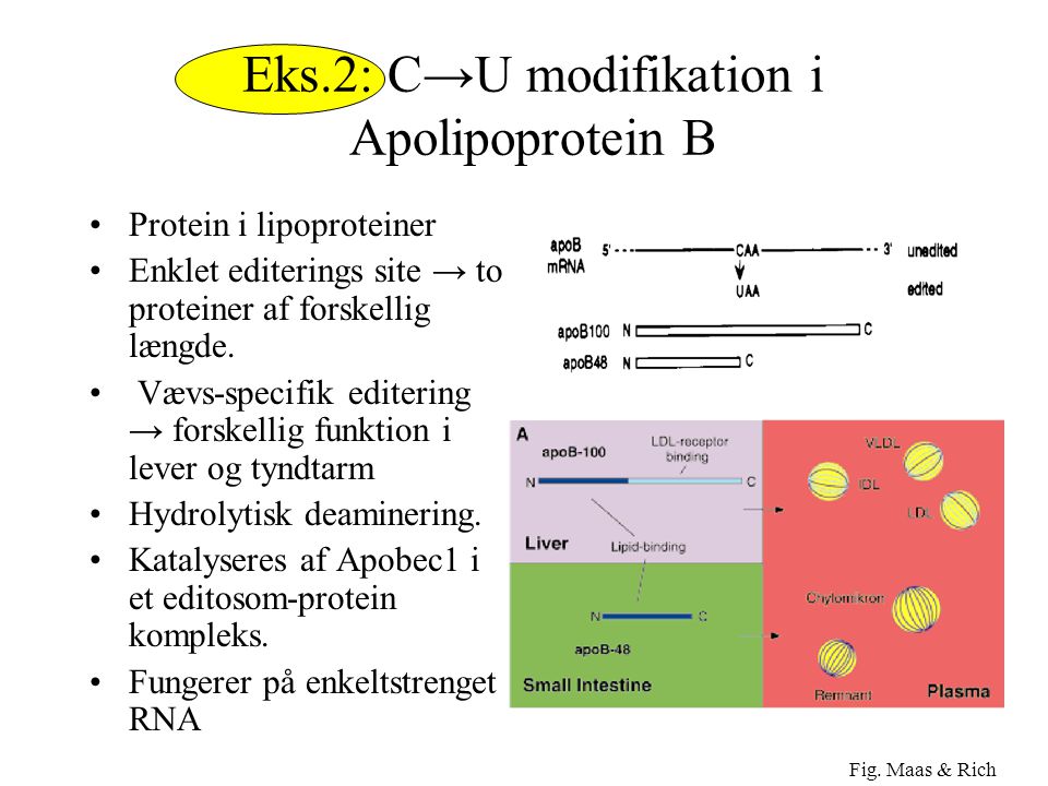 Eks.2: C→U modifikation i Apolipoprotein B