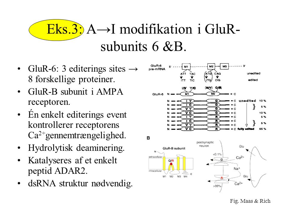 Eks.3: A→I modifikation i GluR-subunits 6 &B.