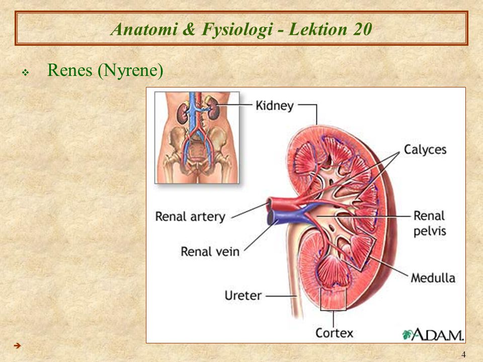 Anatomi & Fysiologi - Lektion 20