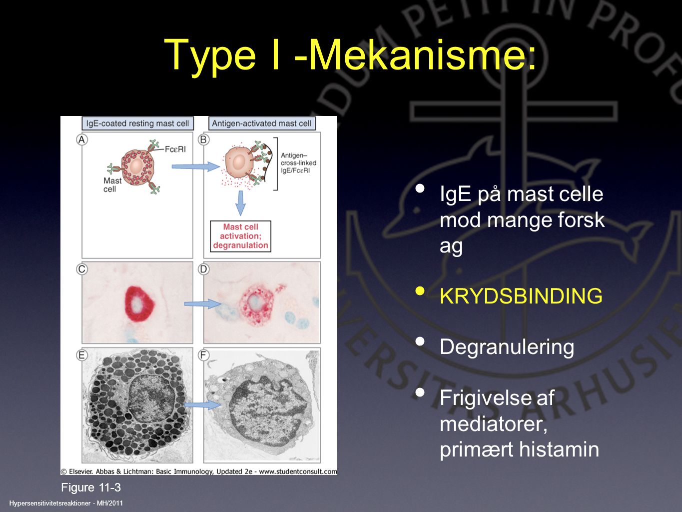 Type I -Mekanisme: IgE på mast celle mod mange forsk ag KRYDSBINDING