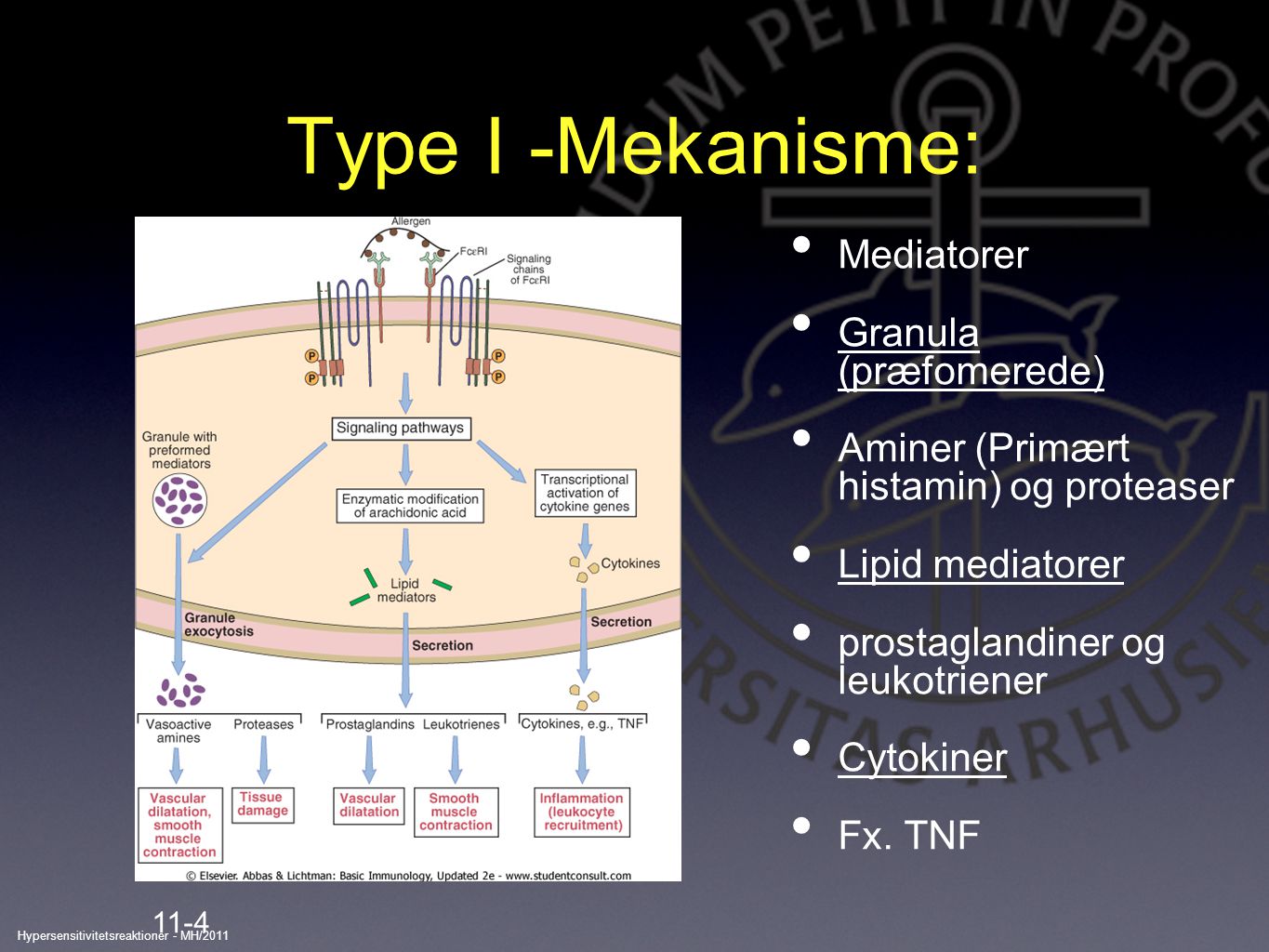 Type I -Mekanisme: Mediatorer Granula (præfomerede)