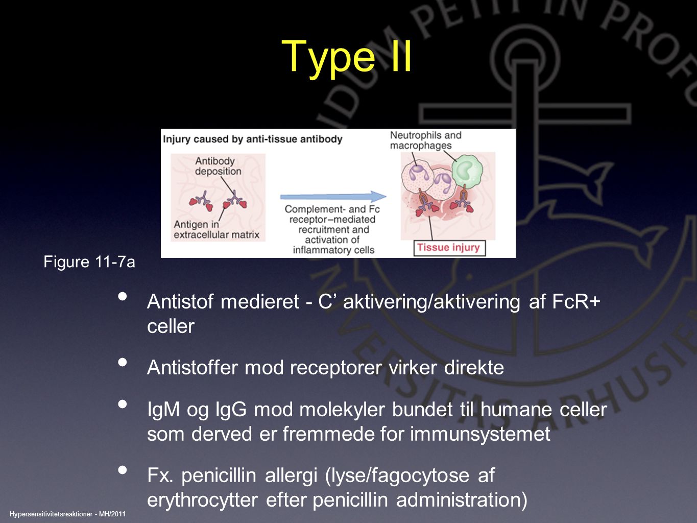 Type II Antistof medieret - C’ aktivering/aktivering af FcR+ celler