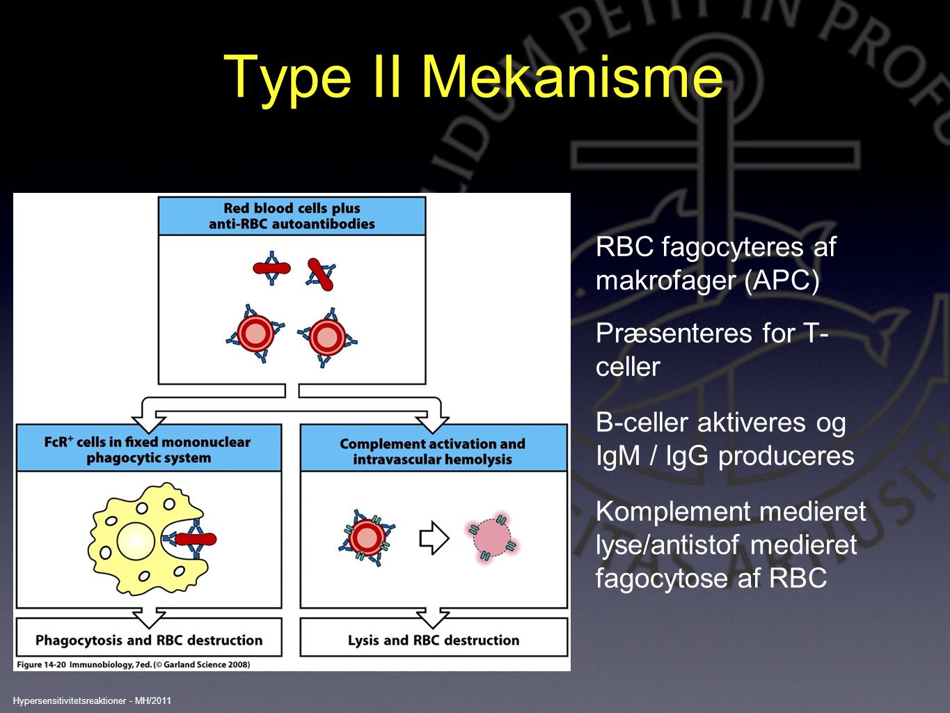 Type II Mekanisme RBC fagocyteres af makrofager (APC)