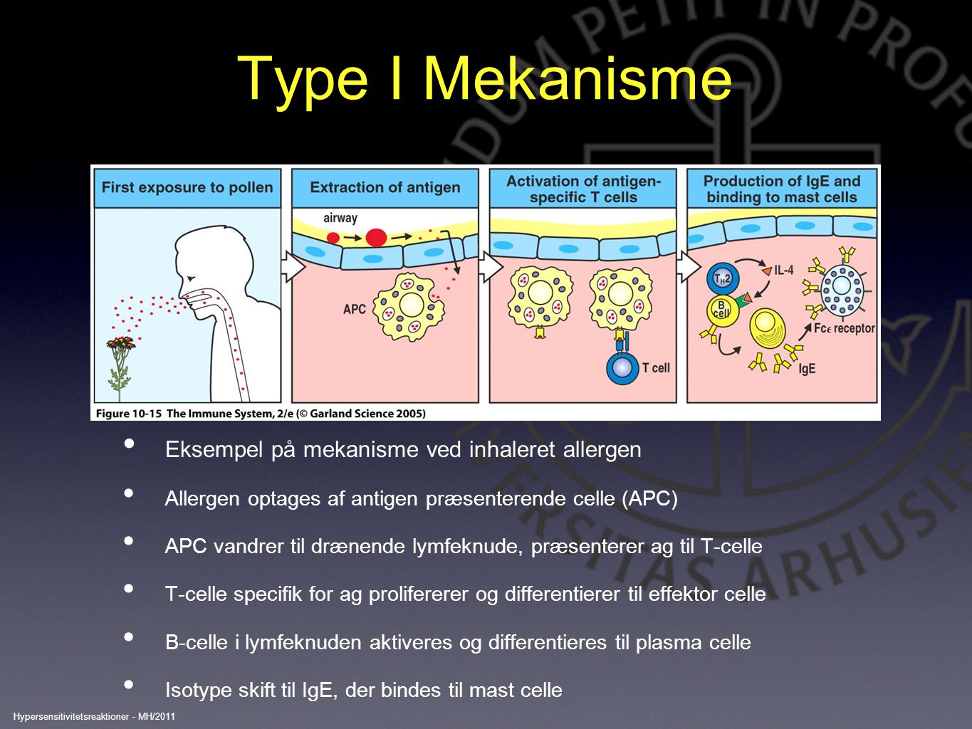 Type I Mekanisme Eksempel på mekanisme ved inhaleret allergen