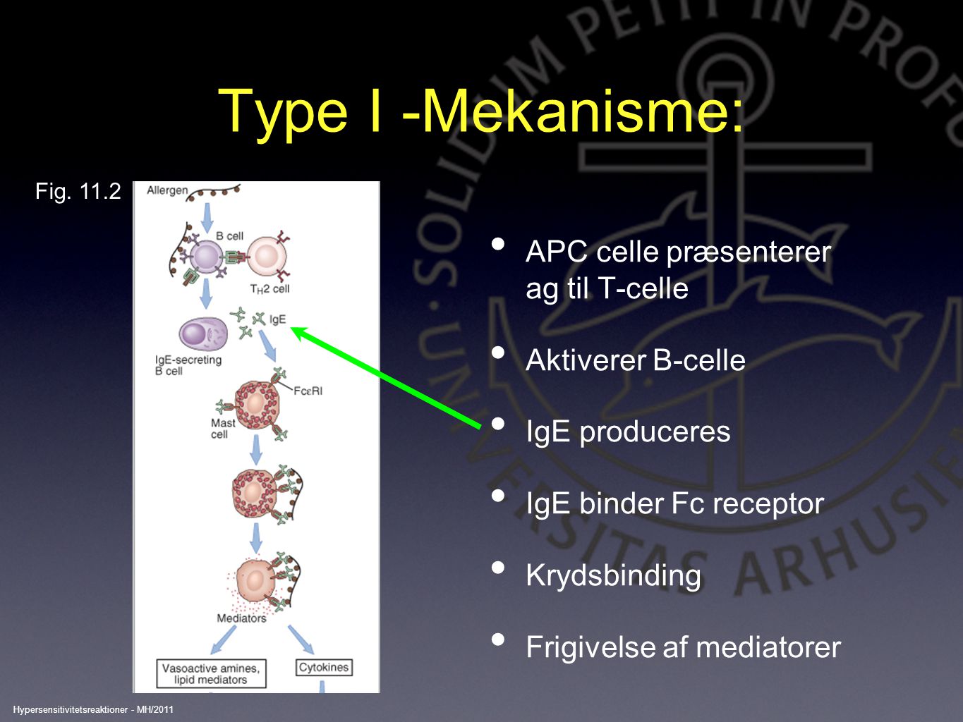 Type I -Mekanisme: APC celle præsenterer ag til T-celle