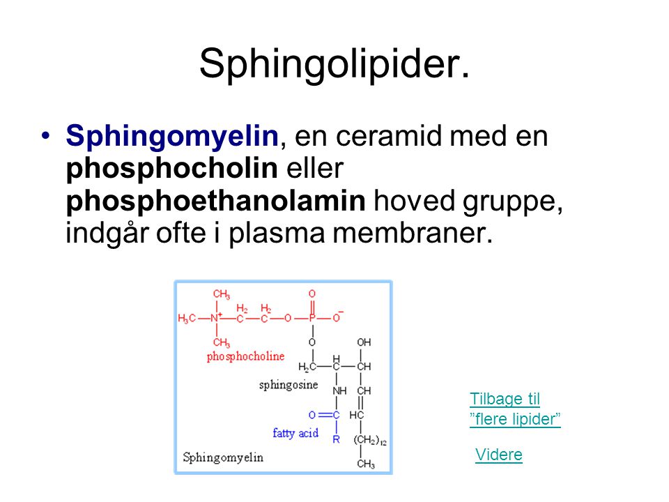 Sphingolipider. Sphingomyelin, en ceramid med en phosphocholin eller phosphoethanolamin hoved gruppe, indgår ofte i plasma membraner.