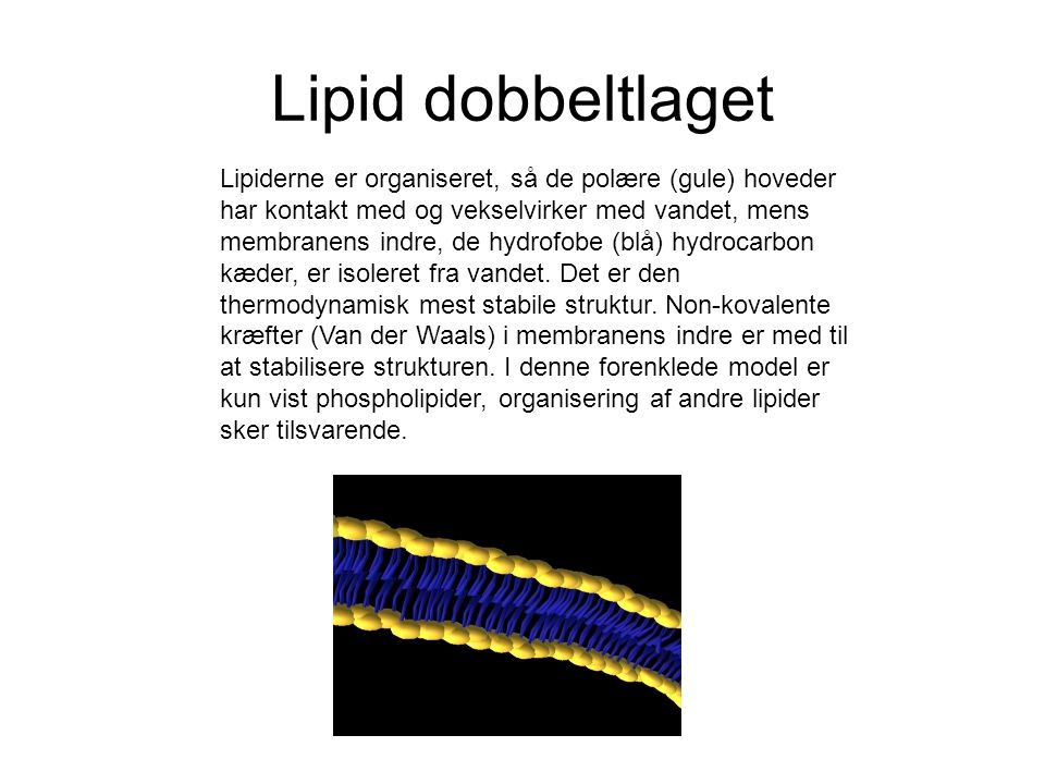 Lipid dobbeltlaget