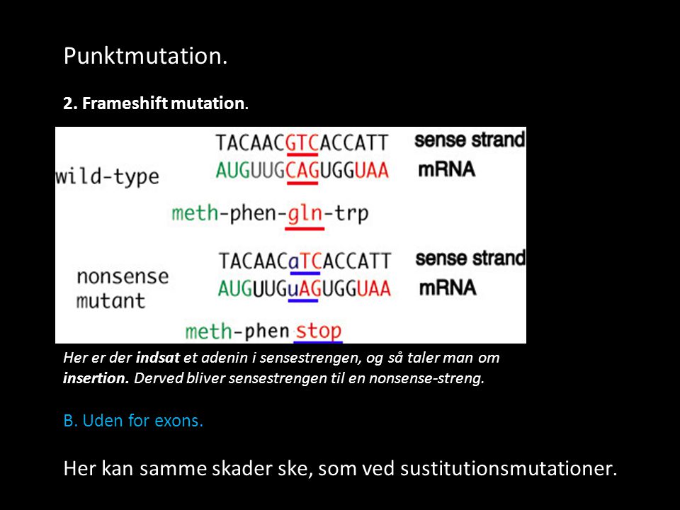 Punktmutation. 2. Frameshift mutation. B. Uden for exons. Her kan samme skader ske, som ved sustitutionsmutationer.