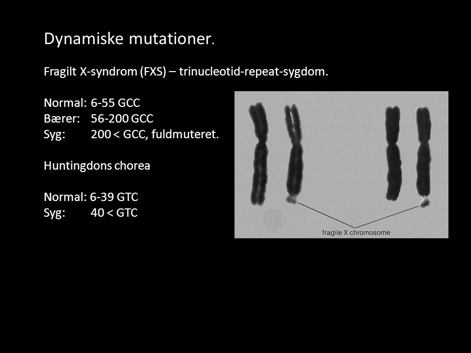 Dynamiske mutationer. Fragilt X-syndrom (FXS) – trinucleotid-repeat-sygdom. Normal: 6-55 GCC. Bærer: GCC.