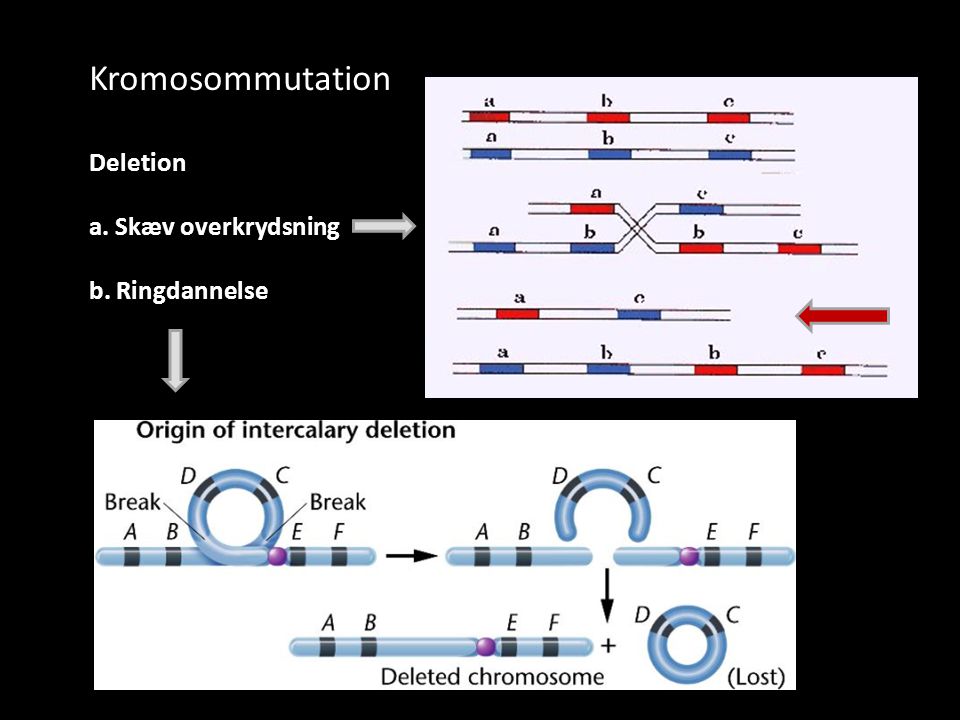 Kromosommutation Deletion a. Skæv overkrydsning b. Ringdannelse