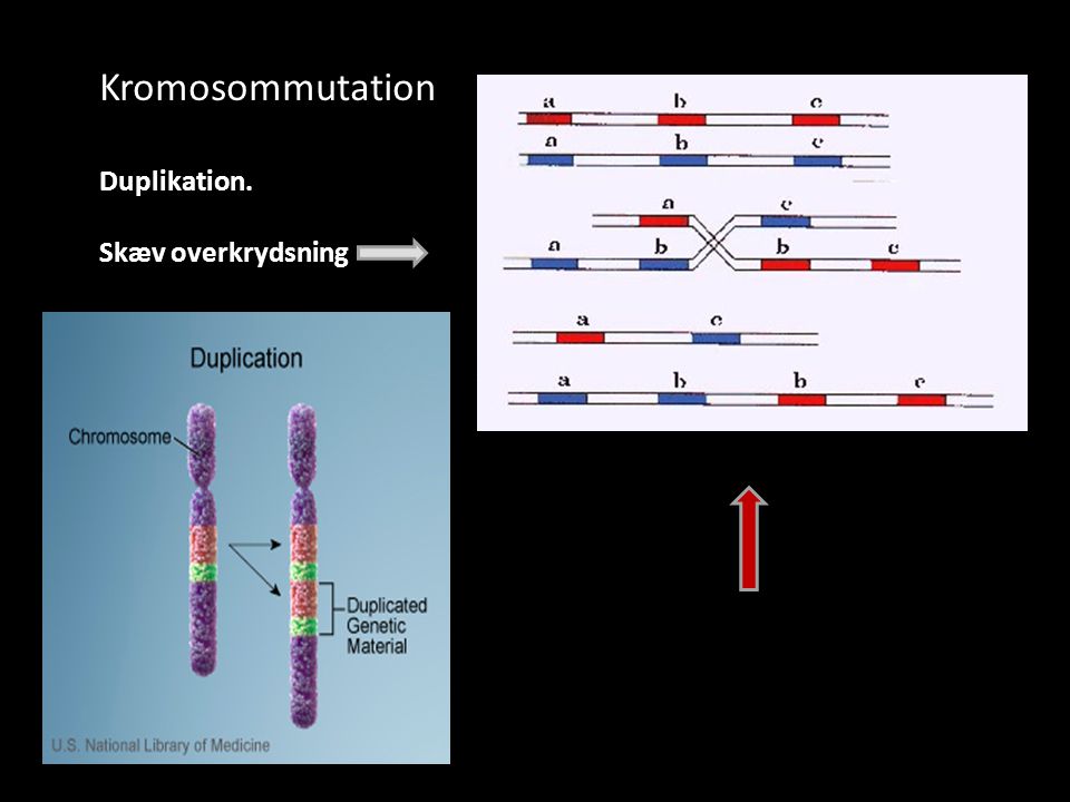 Kromosommutation Duplikation. Skæv overkrydsning
