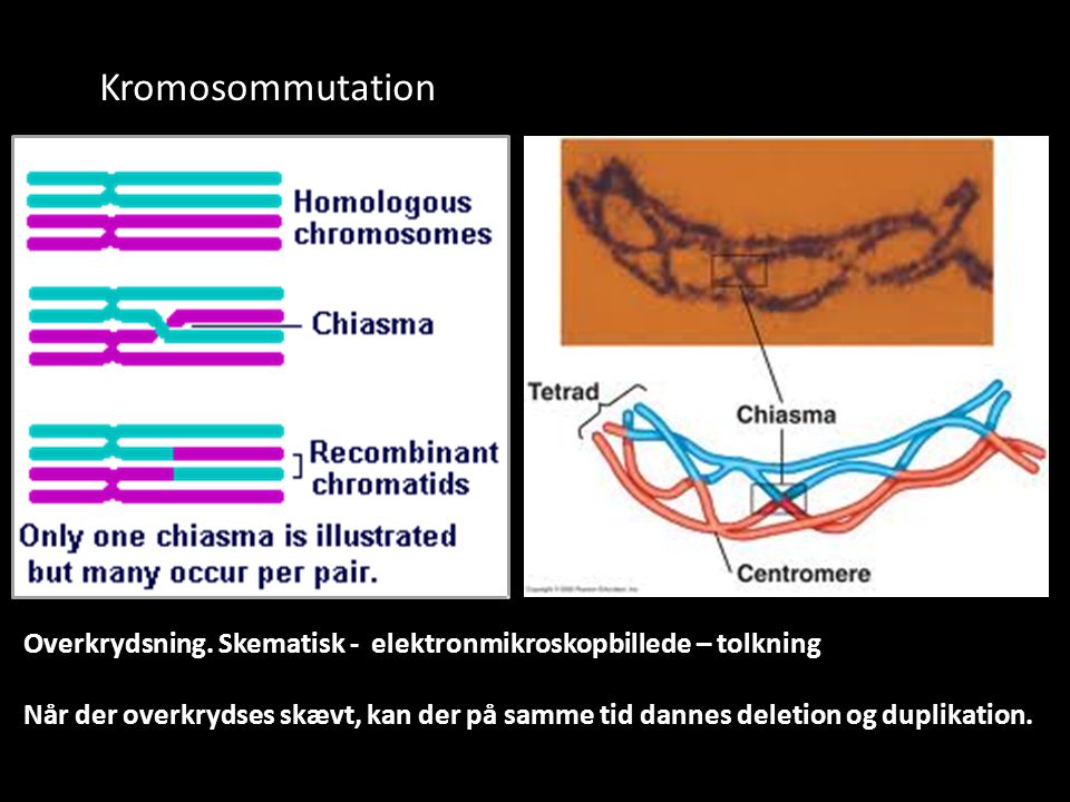 Kromosommutation Overkrydsning. Skematisk - elektronmikroskopbillede – tolkning.