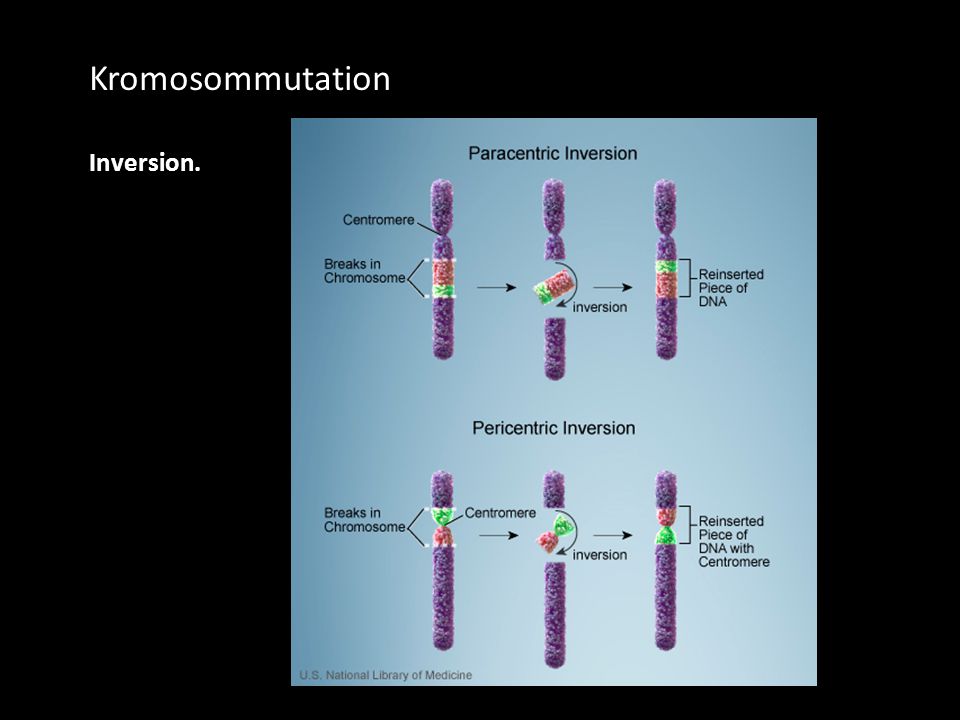 Kromosommutation Inversion.