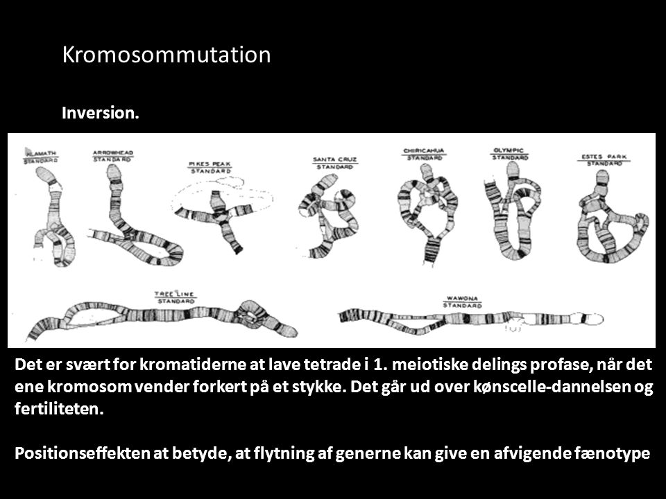 Kromosommutation Inversion.