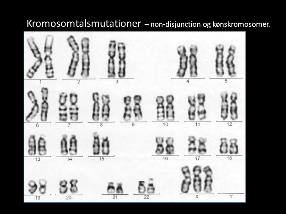 Kromosomtalsmutationer – non-disjunction og kønskromosomer.