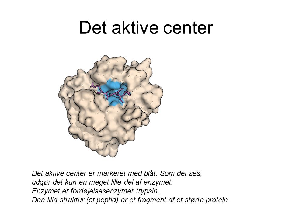 Det aktive center Det aktive center er markeret med blåt. Som det ses,