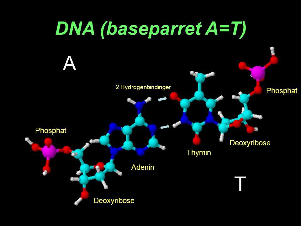 A T DNA (baseparret A=T) Phosphat Phosphat Deoxyribose Thymin Adenin