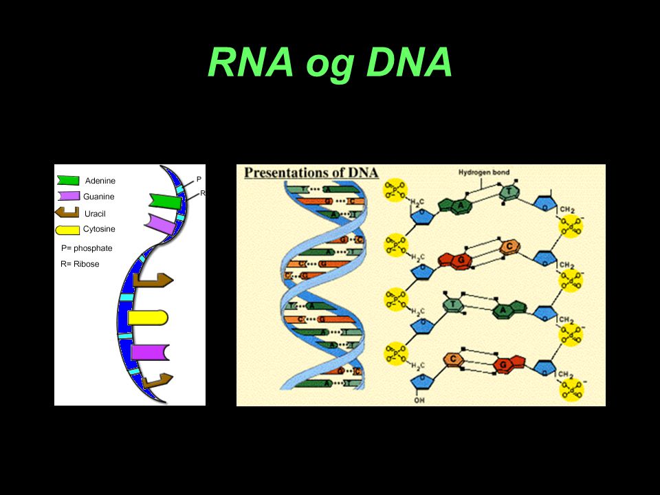 RNA og DNA