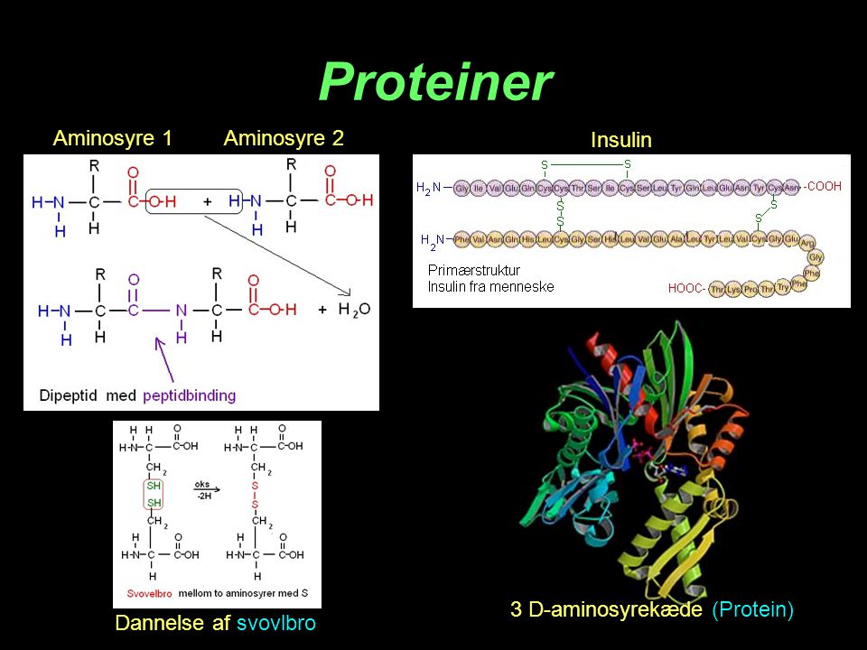 Proteiner Aminosyre 1 Aminosyre 2 Insulin 3 D-aminosyrekæde (Protein)