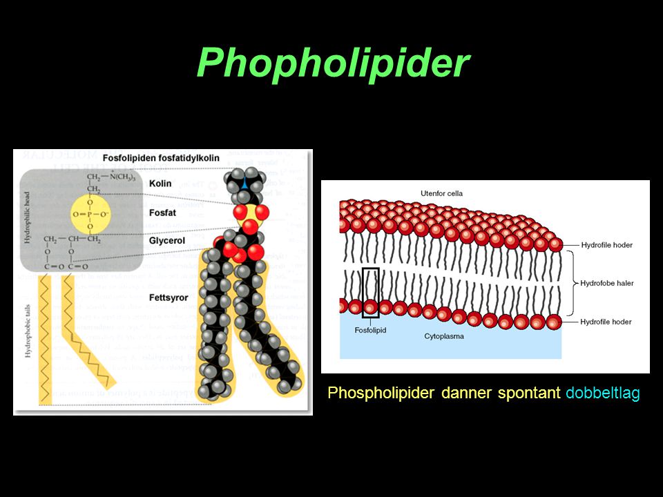Phopholipider Phospholipider danner spontant dobbeltlag