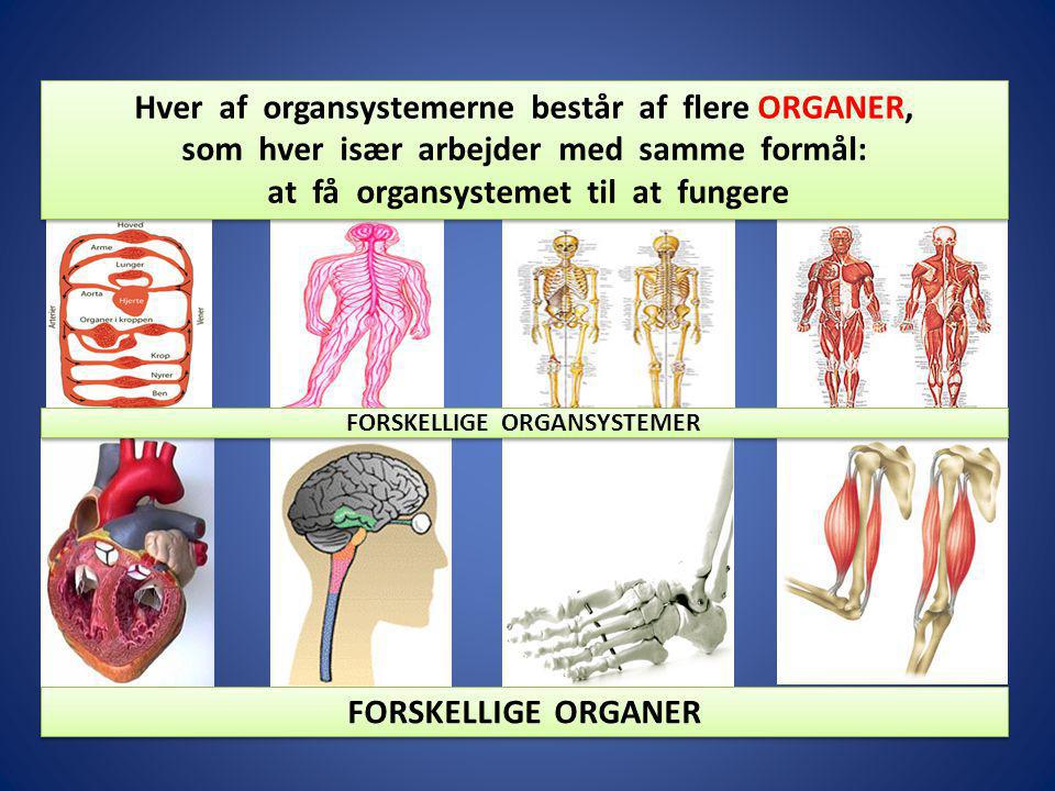 Hver af organsystemerne består af flere ORGANER,