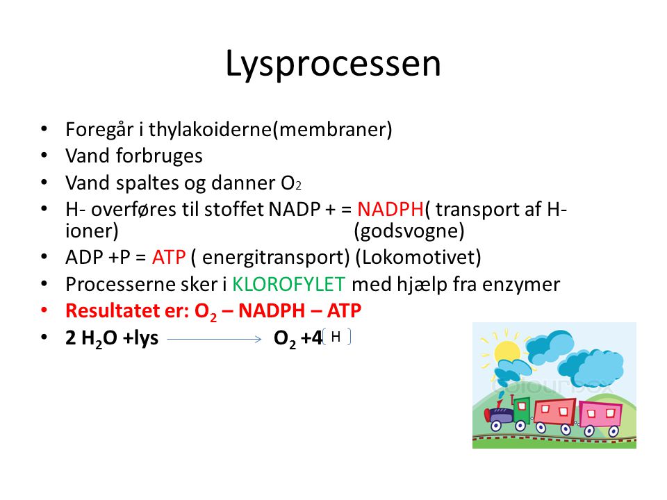 Lysprocessen Foregår i thylakoiderne(membraner) Vand forbruges