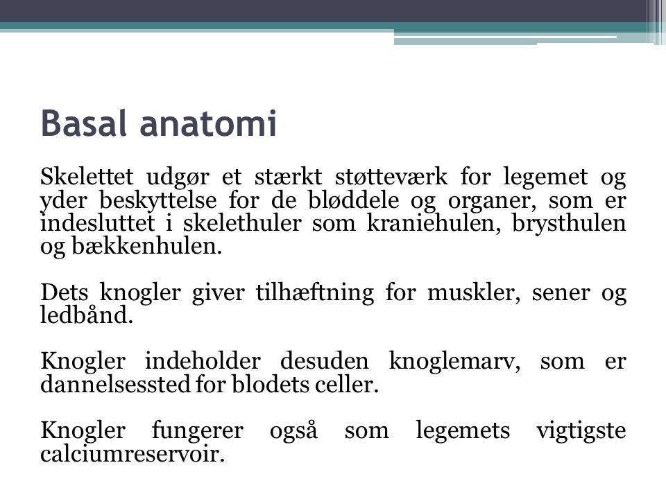 Basal anatomi