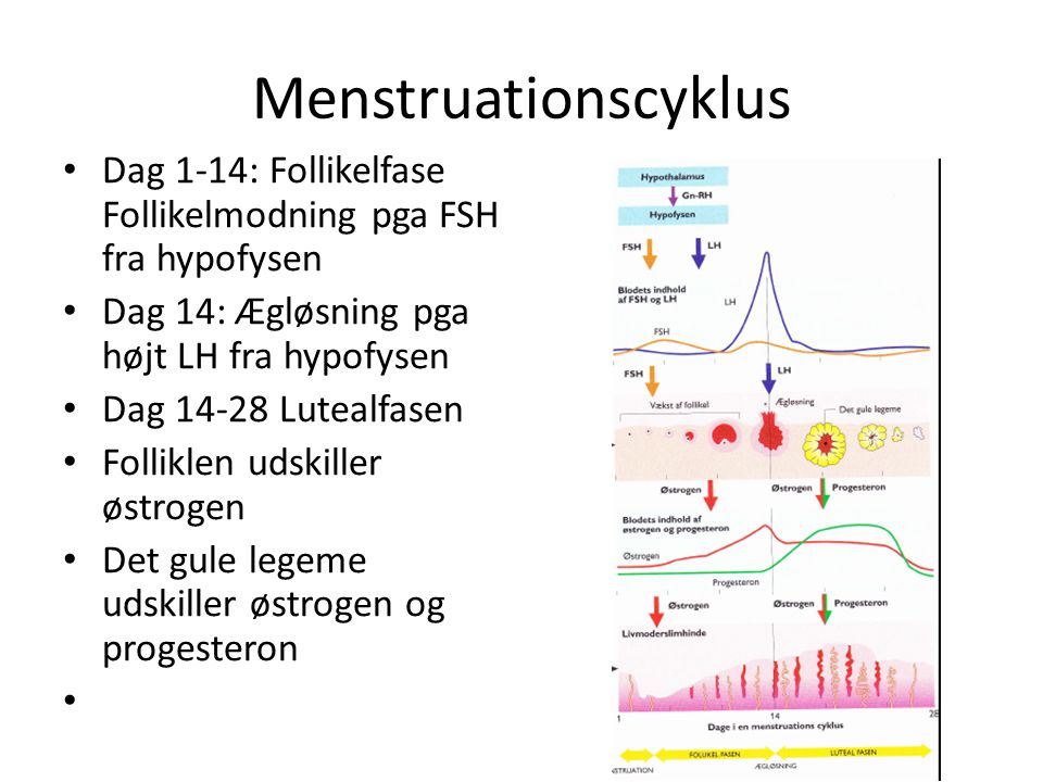 Menstruationscyklus Dag 1-14: Follikelfase Follikelmodning pga FSH fra hypofysen. Dag 14: Ægløsning pga højt LH fra hypofysen.