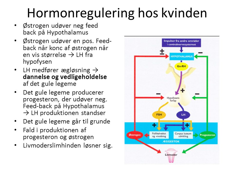 Hormonregulering hos kvinden