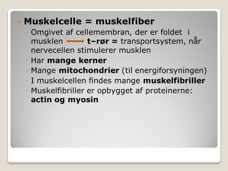 Muskelcelle = muskelfiber
