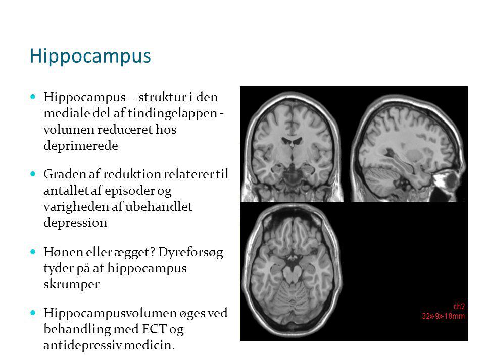 Hippocampus Hippocampus – struktur i den mediale del af tindingelappen - volumen reduceret hos deprimerede.