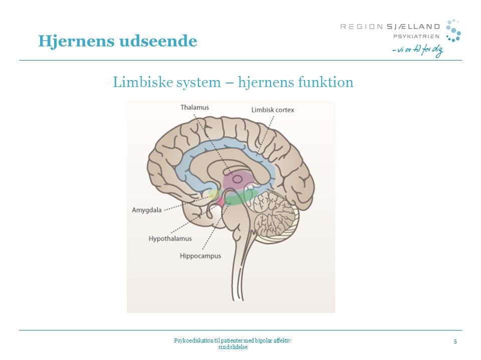 Hjernens udseende Limbiske system – hjernens funktion