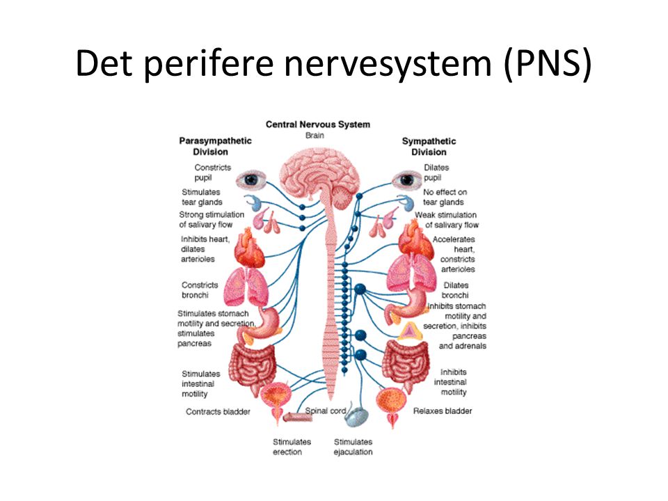 Det perifere nervesystem (PNS)