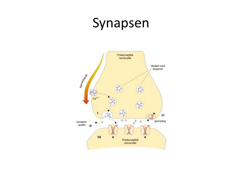Synapsen