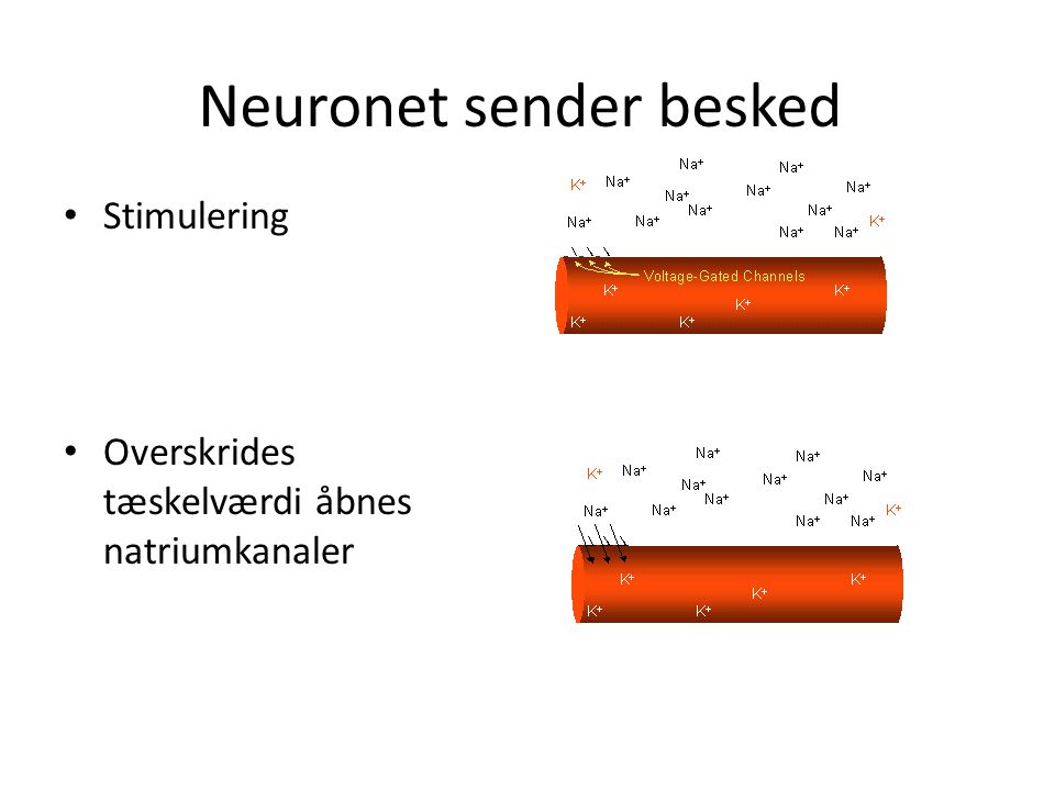 Neuronet sender besked