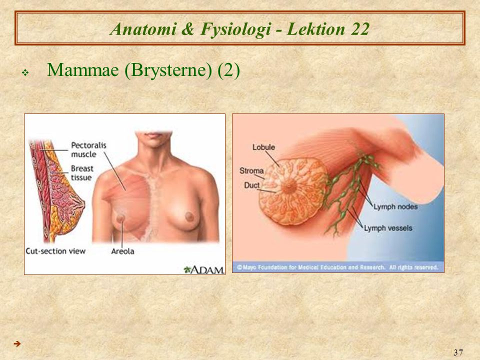 Anatomi & Fysiologi - Lektion 22