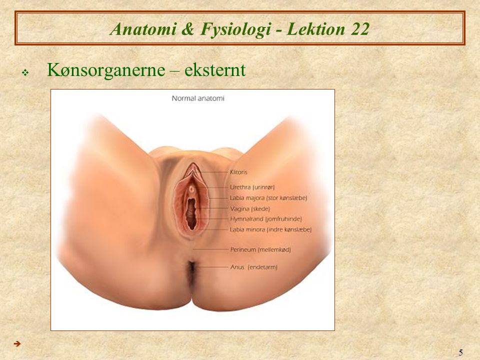 Anatomi & Fysiologi - Lektion 22