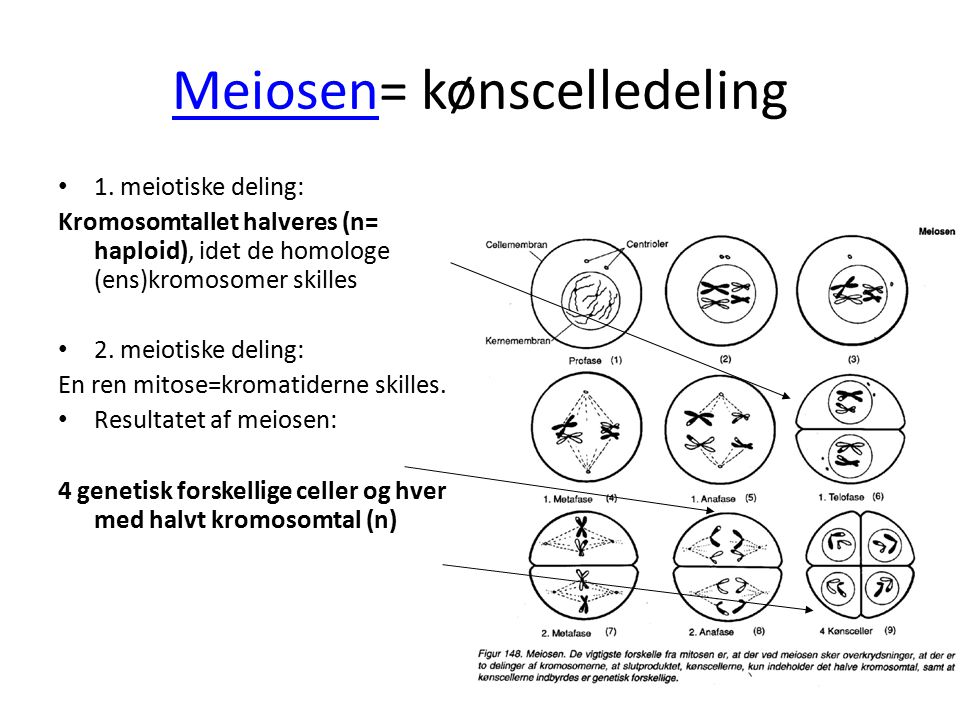 Meiosen= kønscelledeling