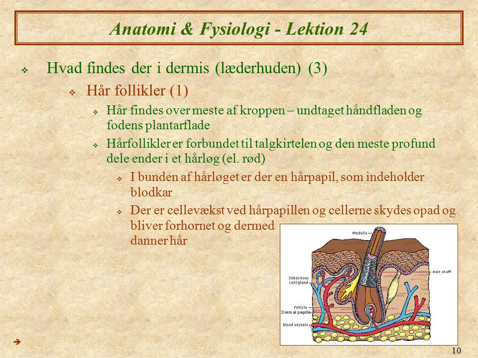 Anatomi & Fysiologi - Lektion 24