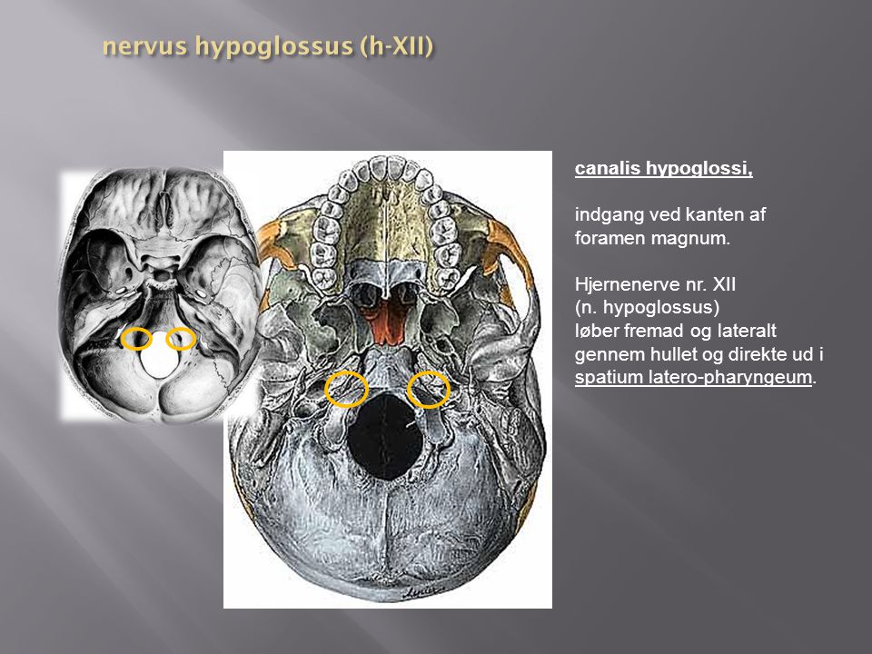 nervus hypoglossus (h-XII)