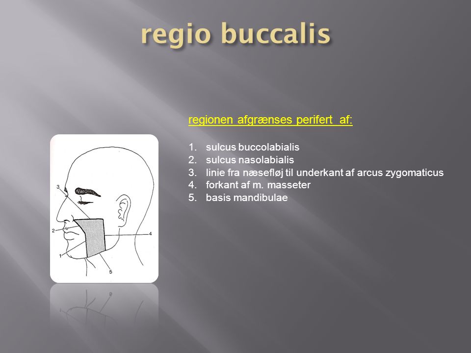 regio buccalis regionen afgrænses perifert af: sulcus buccolabialis