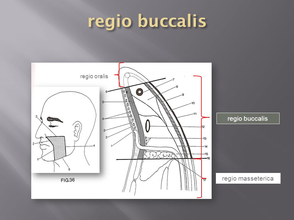 regio buccalis regio oralis regio buccalis regio masseterica