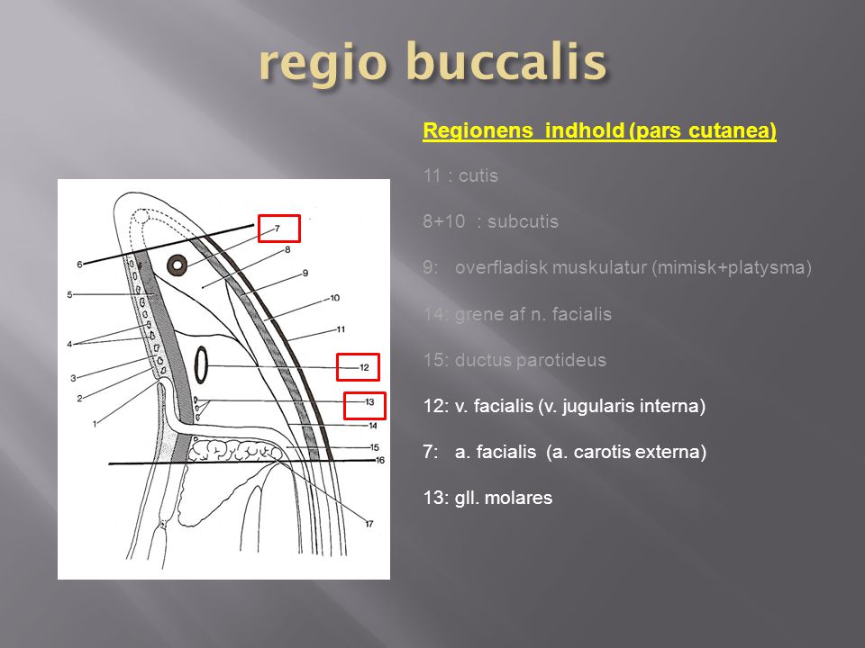 regio buccalis Regionens indhold (pars cutanea) 11 : cutis
