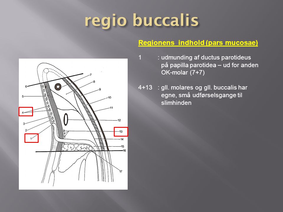 regio buccalis Regionens indhold (pars mucosae)